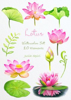 watercolor lotus flowers and leaves with the words lotus written on them