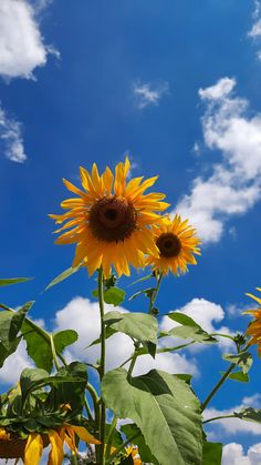 the sunflowers are blooming in the blue sky