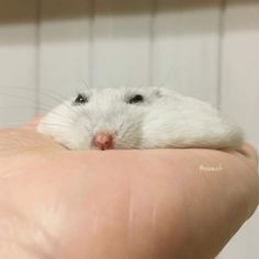 a white rat is sitting on top of someone's hand and looking at the camera