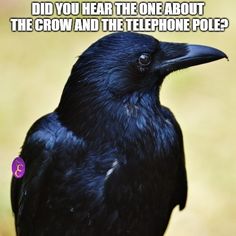 a black bird sitting on top of a wooden table next to a grass covered field