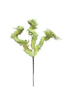 a green flower with long stems on a white background