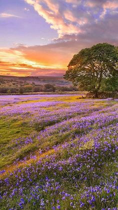 a field full of purple flowers under a cloudy sky with trees on the other side