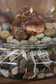 a glass jar filled with rocks and sea shells