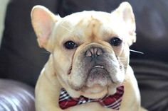 a small dog wearing a red bow tie