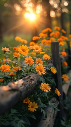 the sun shines brightly through the trees and flowers in the foreground, behind a wooden fence