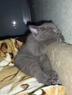 a gray cat sleeping on top of a couch next to a tv monitor and blanket