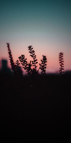 the sun is setting behind some plants