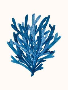 a blue seaweed is shown against a white background