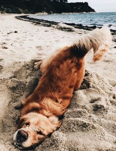 a brown dog laying on top of a sandy beach