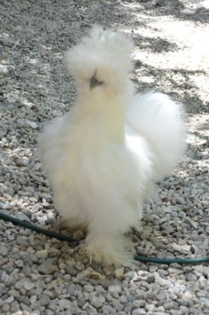 a white chicken standing on top of a gravel covered ground next to a green hose