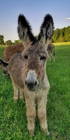 two donkeys are standing in the grass with their ears up and one is looking at the camera