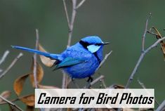 a blue bird sitting on top of a tree branch next to dry grass and leaves