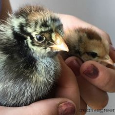 two baby chickens are being held by someone's hands with their fingers on them