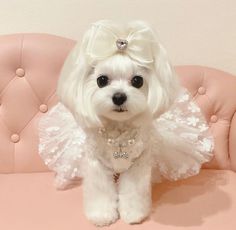 a small white dog dressed up like a princess sitting on a pink couch with a tiara