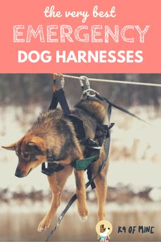 the very best emergency dog harnesses