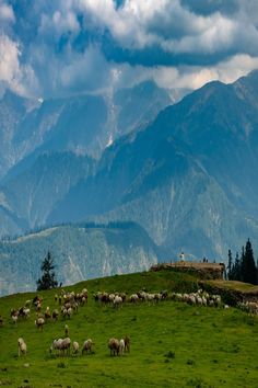 a herd of sheep standing on top of a lush green hillside under a cloudy sky