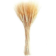 a bunch of wheat stalks on a white background