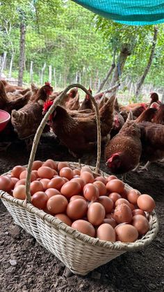 a basket full of eggs sitting on the ground next to chickens