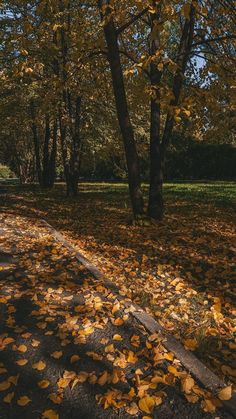 the leaves on the ground are covering the road and trees in the park with yellow foliage