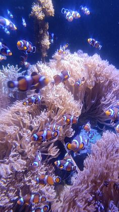 an underwater scene with clown fish and corals