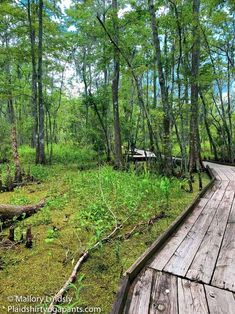 a wooden walkway in the middle of a forest