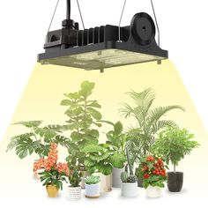 an array of potted plants under a light fixture