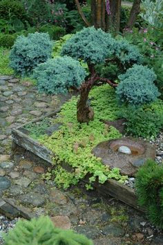 a small garden with rocks and plants