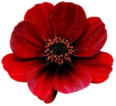 a red flower with black stamens on it's center is photographed from above