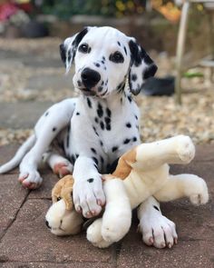 a dalmatian puppy playing with a stuffed animal