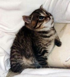 a small kitten sitting on top of a white pillow