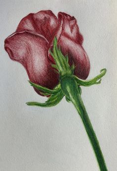 a drawing of a single red rose