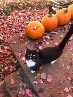 a black and white cat sitting on the ground next to pumpkins