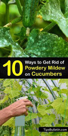 cucumbers growing in the garden with text overlay that reads 10 ways to get rid of powdery mildew on cucumbers