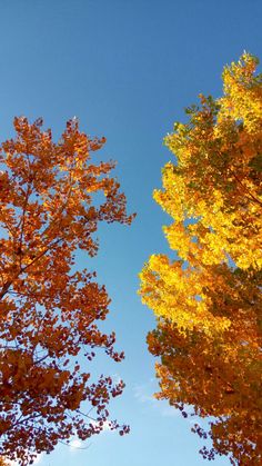 two trees with yellow and orange leaves on them, against a blue sky in the fall