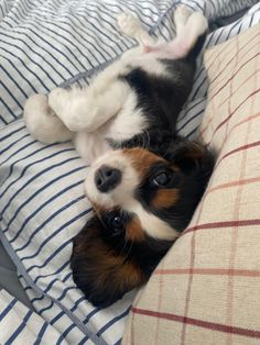 a small dog laying on top of a bed next to a white and brown pillow