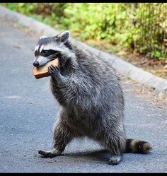 a raccoon holding a piece of bread in its mouth on the side of the road