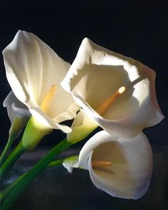 two white flowers with green stems on a black background