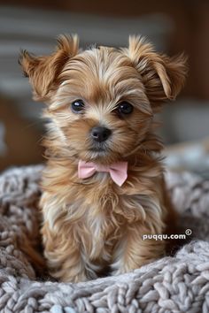 a small brown dog with a pink bow tie sitting on top of a gray blanket