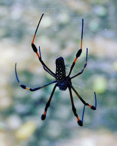 a close up of a spider on its web