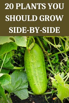 a cucumber in the garden with text overlay how to grow cucumbers in your garden, the easy way