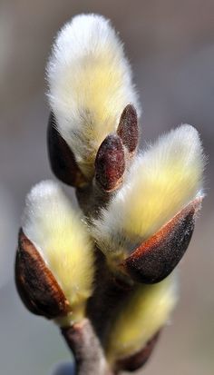 the buds of an unripe tree with yellow and brown tips are shown in close up