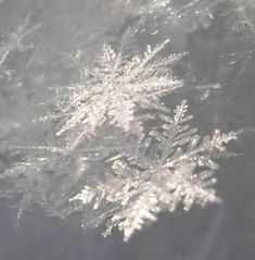 snow flakes are seen in the sunlight