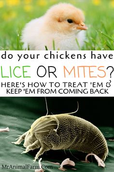 two pictures with the words do your chickens have ice or mitts? here's how to treat them? and keep them from coming back