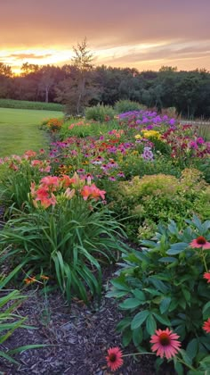 the sun is setting over some colorful flowers