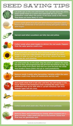 seed saving tips poster with vegetables and fruits