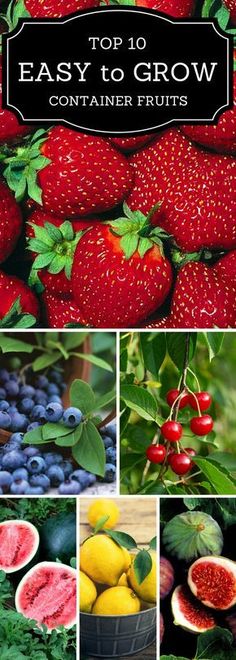 the top 10 easy to grow container fruits