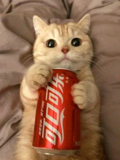 a cat is holding up a can of soda