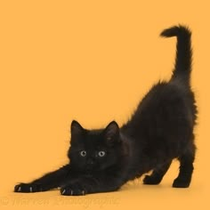 a black kitten with blue eyes is standing on its hind legs