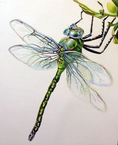 a drawing of a dragonfly sitting on top of a plant