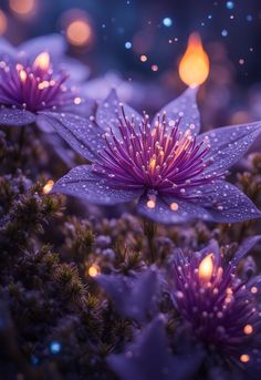 purple flowers with raindrops on them in the night time, lit by candles